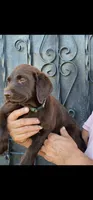 Loba, a female Labrador Retriever for sale in San Bernardino, CA – 4 of 5