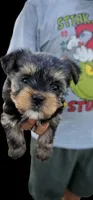 Oso, a male Yorkshire Terrier for sale in San Bernardino, CA – 2 of 4