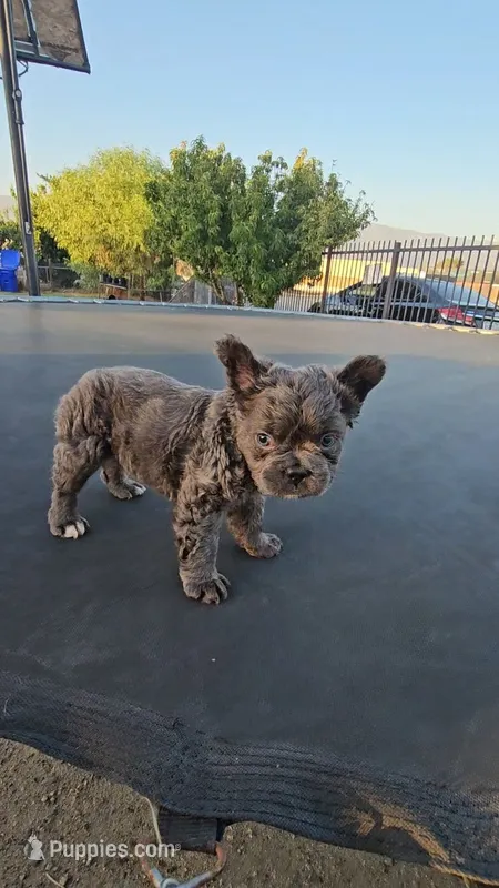 Chunky boy – French Bulldog puppy for sale in San Bernardino, CA