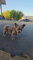 Chunky boy, a male French Bulldog for sale in San Bernardino, CA – 1 of 6