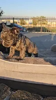 Female fluffy french, a female French Bulldog for sale in San Bernardino, CA – 2 of 3