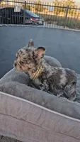 Merle boy, a male French Bulldog for sale in San Bernardino, CA – 3 of 6