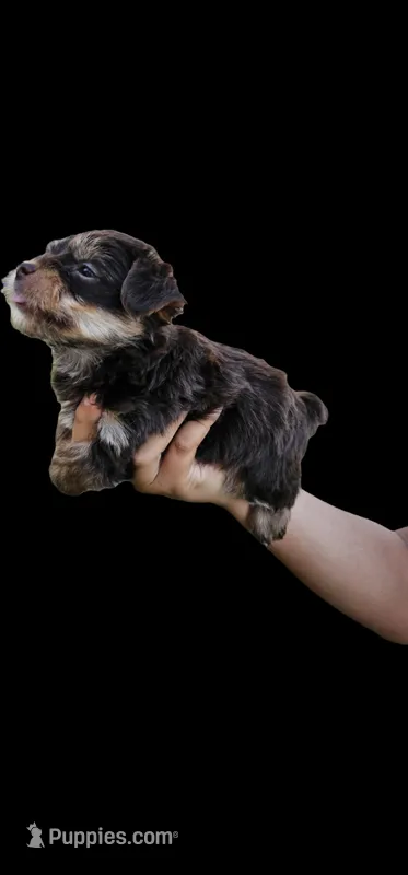 Choco – Yorkshire Terrier puppy for sale in San Bernardino, CA