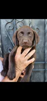 Loba, a female Labrador Retriever for sale in San Bernardino, CA – 5 of 5