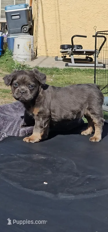 Lobo – French Bulldog puppy for sale in San Bernardino, CA