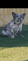 Lobo, a male French Bulldog for sale in San Bernardino, CA – Photo 5 of 6
