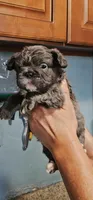 Lobo, a male French Bulldog for sale in San Bernardino, CA – Photo 4 of 6