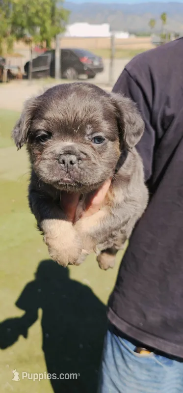 Lobo – French Bulldog puppy for sale in San Bernardino, CA