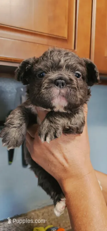 Lobo – French Bulldog puppy for sale in San Bernardino, CA