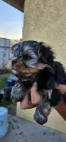 Guero, a male Yorkshire Terrier for sale in San Bernardino, CA – 3 of 3