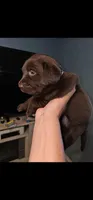 Grey girl, a female Labrador Retriever for sale in San Bernardino, CA – 3 of 3