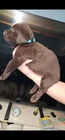 Blue girl, a female Labrador Retriever for sale in San Bernardino, CA – 3 of 3