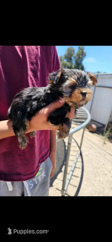 Guero – Yorkshire Terrier puppy for sale in San Bernardino, CA
