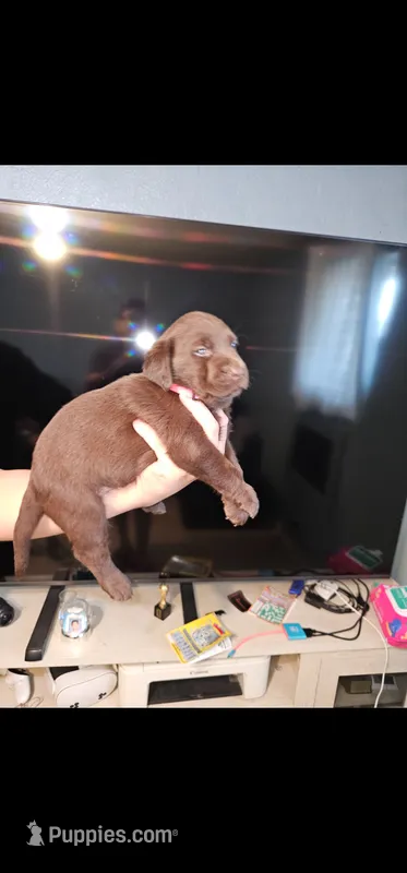 Pink girl – Labrador Retriever puppy for sale in San Bernardino, CA