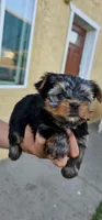 Guero, a male Yorkshire Terrier for sale in San Bernardino, CA – 2 of 3