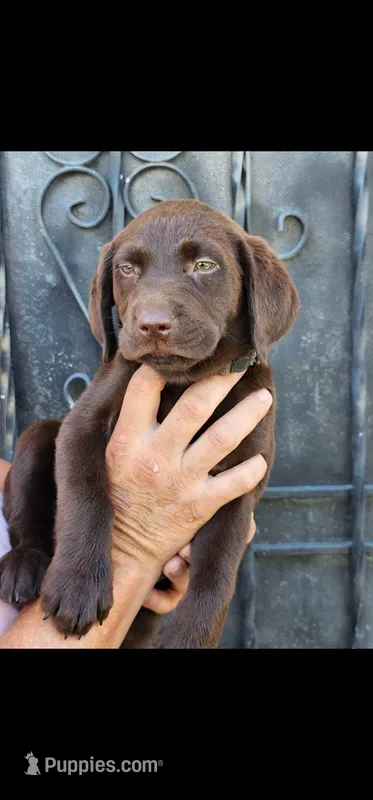 Loba – Labrador Retriever puppy for sale in San Bernardino, CA