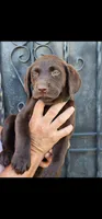 Loba, a female Labrador Retriever for sale in San Bernardino, CA – 1 of 5