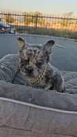 Merle boy, a male French Bulldog for sale in San Bernardino, CA – 2 of 6