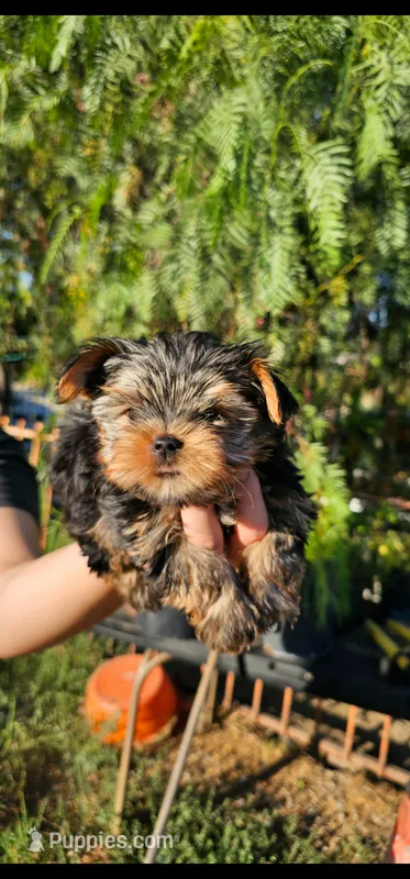Guero – Yorkshire Terrier puppy for sale in San Bernardino, CA