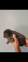 Choco, a male French Bulldog for sale in San Bernardino, CA – Photo 2 of 7