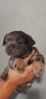 Choco, a male French Bulldog for sale in San Bernardino, CA – Photo 4 of 7
