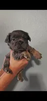 Choco, a male French Bulldog for sale in San Bernardino, CA – Photo 3 of 7
