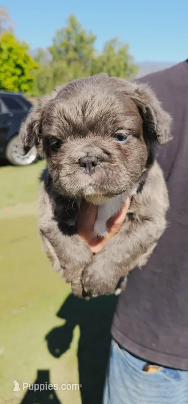 Choco – French Bulldog puppy for sale in San Bernardino, CA