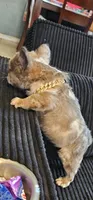 Tiny merle boy, a male French Bulldog for sale in San Bernardino, CA – 2 of 2
