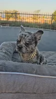 Merle boy, a male French Bulldog for sale in San Bernardino, CA – 1 of 6