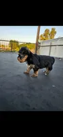Oso, a male Yorkshire Terrier for sale in San Bernardino, CA – 3 of 4