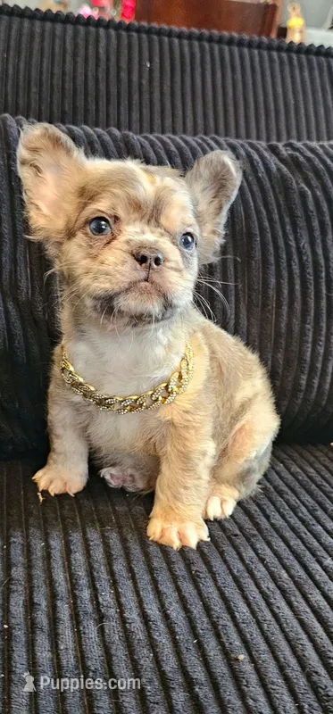 Tiny merle boy – French Bulldog puppy for sale in San Bernardino, CA