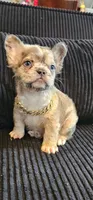 Tiny merle boy, a male French Bulldog for sale in San Bernardino, CA – 1 of 2