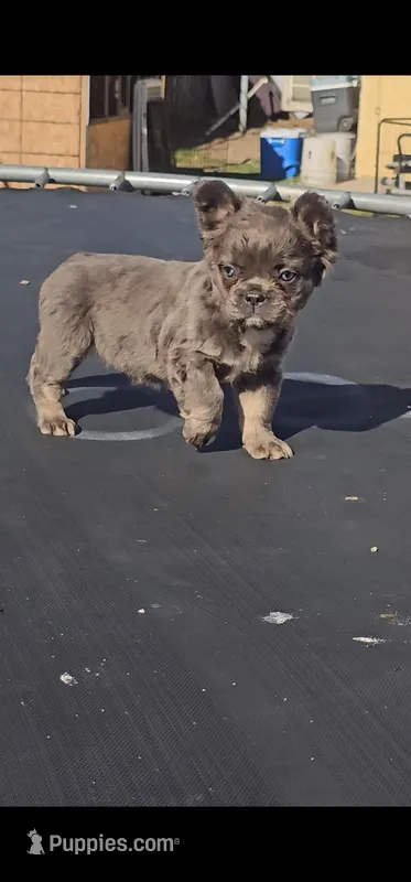 Pinky – French Bulldog puppy for sale in San Bernardino, CA