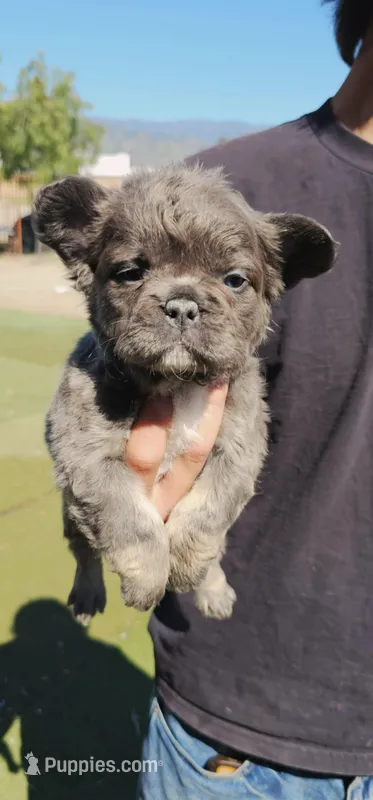 Pinky – French Bulldog puppy for sale in San Bernardino, CA
