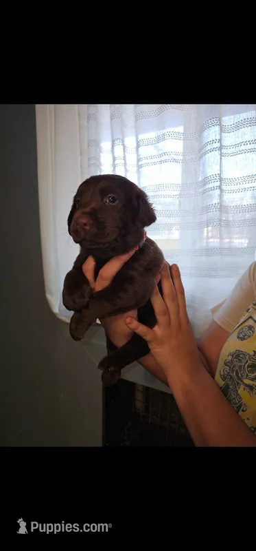 Red boy – Labrador Retriever puppy for sale in San Bernardino, CA