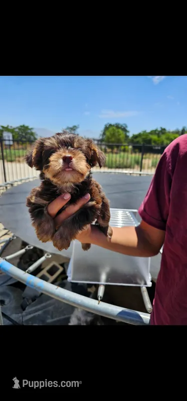 Choco – Yorkshire Terrier puppy for sale in San Bernardino, CA