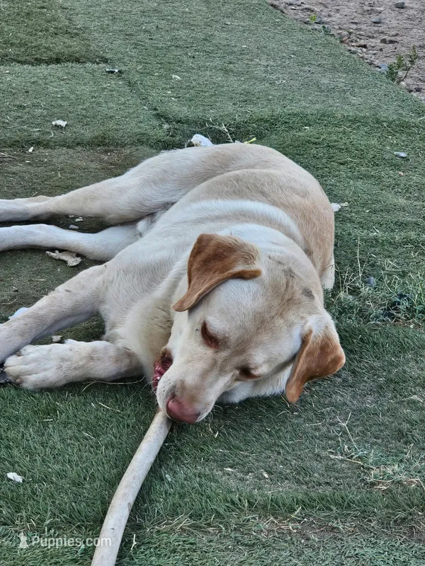 Tambo – Labrador Retriever puppy for sale in San Bernardino, CA