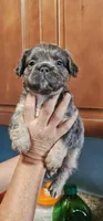 Oso, a male French Bulldog for sale in San Bernardino, CA – Photo 3 of 6