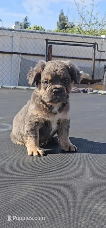 Oso – French Bulldog puppy for sale in San Bernardino, CA