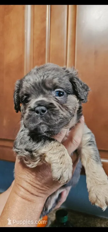 Oso – French Bulldog puppy for sale in San Bernardino, CA