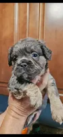 Oso, a male French Bulldog for sale in San Bernardino, CA – Photo 1 of 6