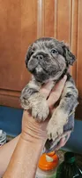 Oso, a male French Bulldog for sale in San Bernardino, CA – Photo 2 of 6