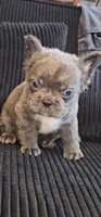 Tiny blue boy, a male French Bulldog for sale in San Bernardino, CA – 2 of 3