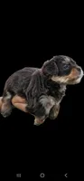 Choco, a male Yorkshire Terrier for sale in San Bernardino, CA – 2 of 4