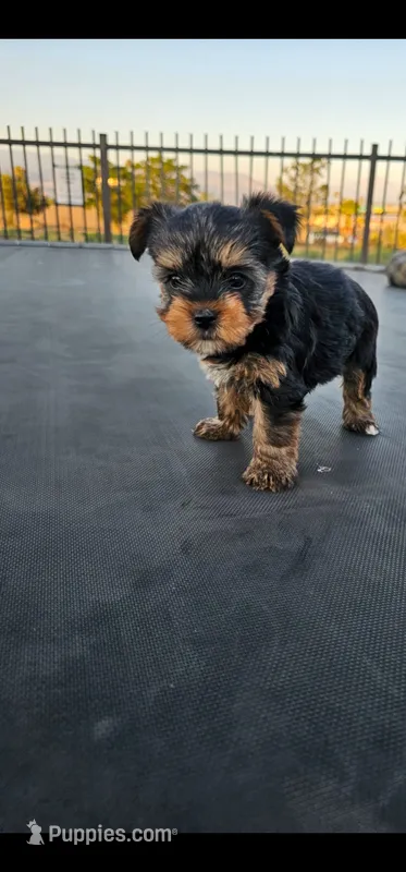 Oso – Yorkshire Terrier puppy for sale in San Bernardino, CA