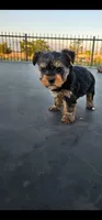 Oso, a male Yorkshire Terrier for sale in San Bernardino, CA – 1 of 4