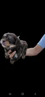 Choco, a male Yorkshire Terrier for sale in San Bernardino, CA – 3 of 4