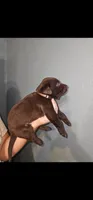 Choco, a female Labrador Retriever for sale in San Bernardino, CA – 2 of 3