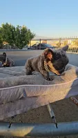 Chunky boy, a male French Bulldog for sale in San Bernardino, CA – 4 of 6