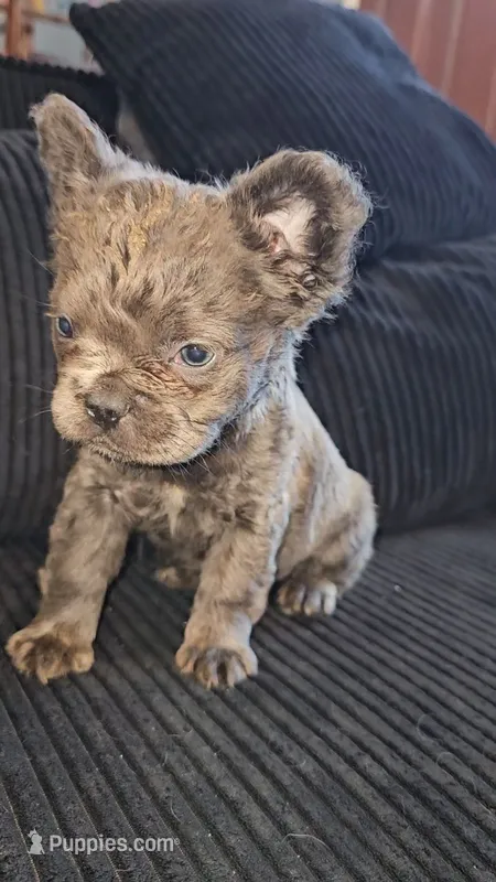 Female fluffy french – French Bulldog puppy for sale in San Bernardino, CA